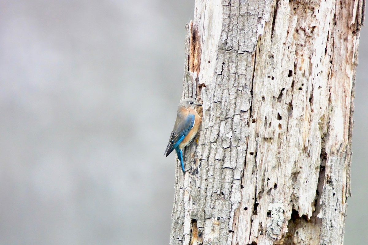 Eastern Bluebird - ML645570756