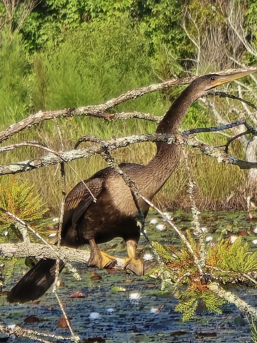 Anhinga - ML645570759