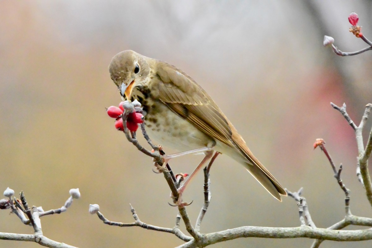Hermit Thrush - ML645570781