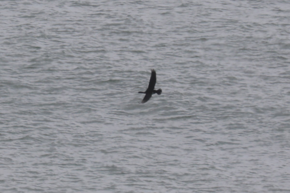 beringskarv - ML645570791