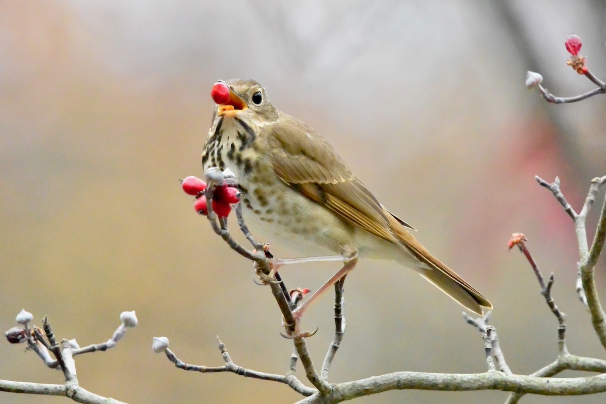Hermit Thrush - ML645570794
