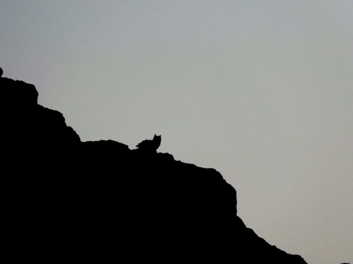 Пугач пустельний - ML645570801