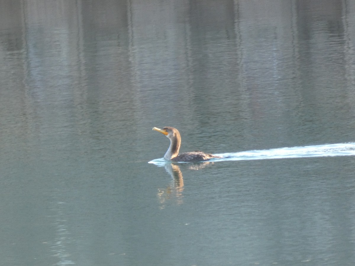 totoppskarv - ML645570802