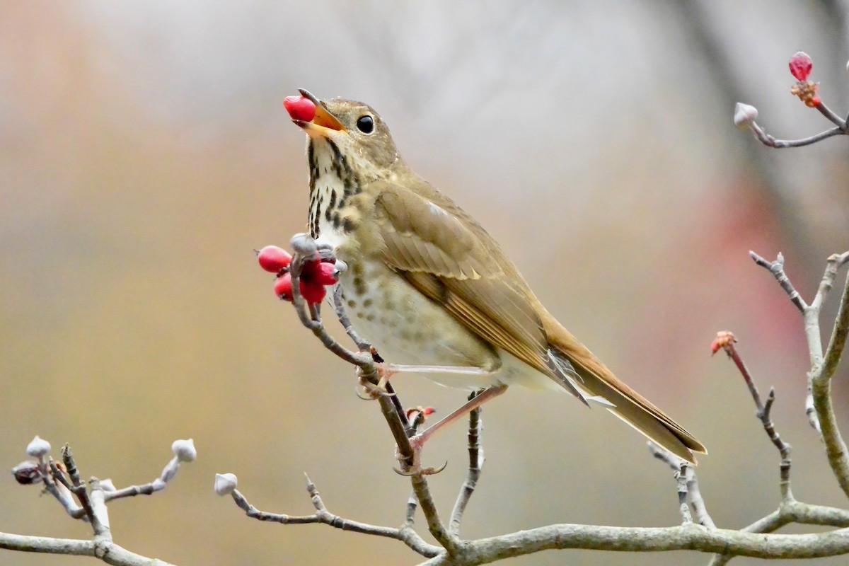 Hermit Thrush - ML645570804