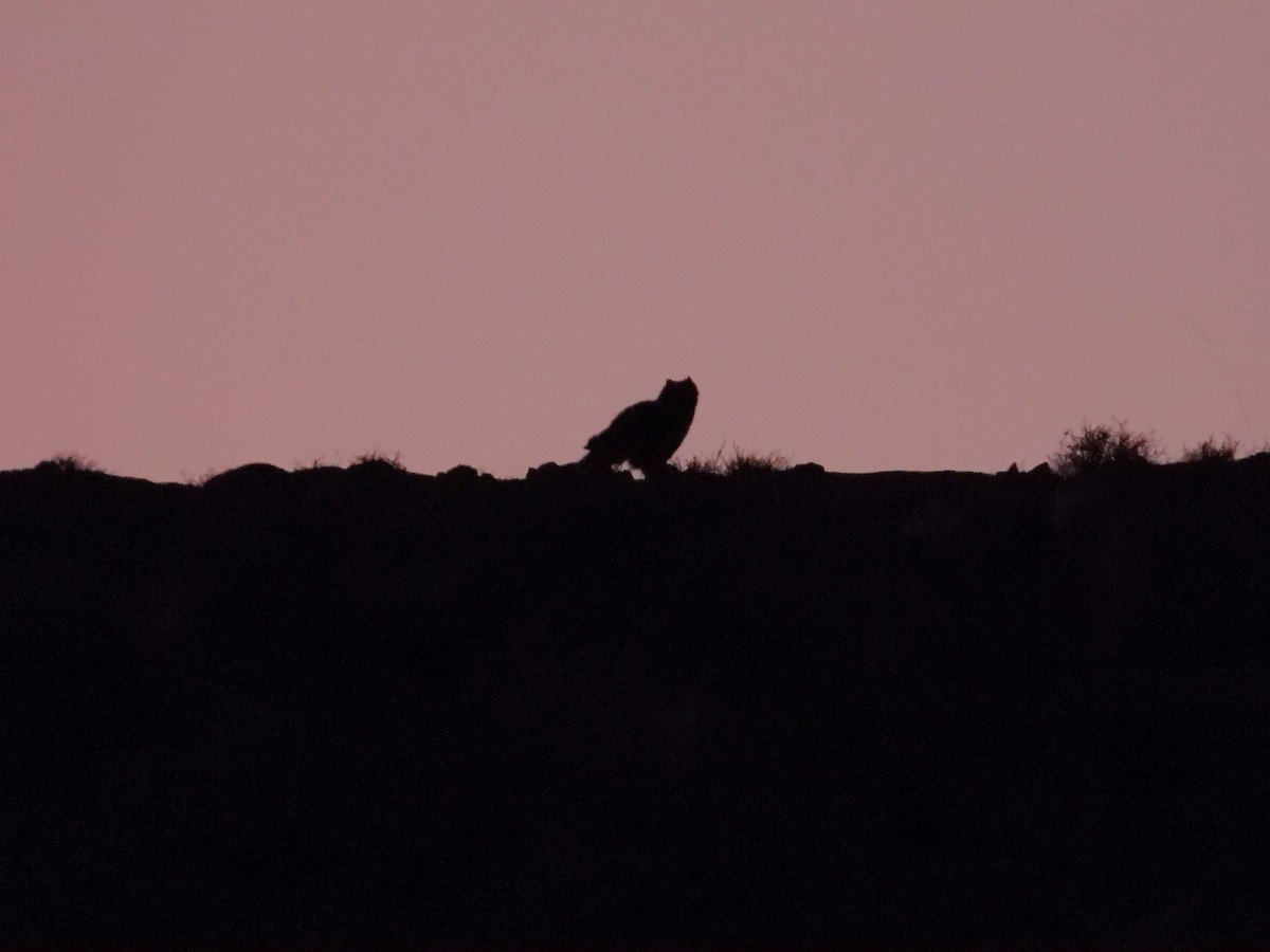 Пугач пустельний - ML645570805