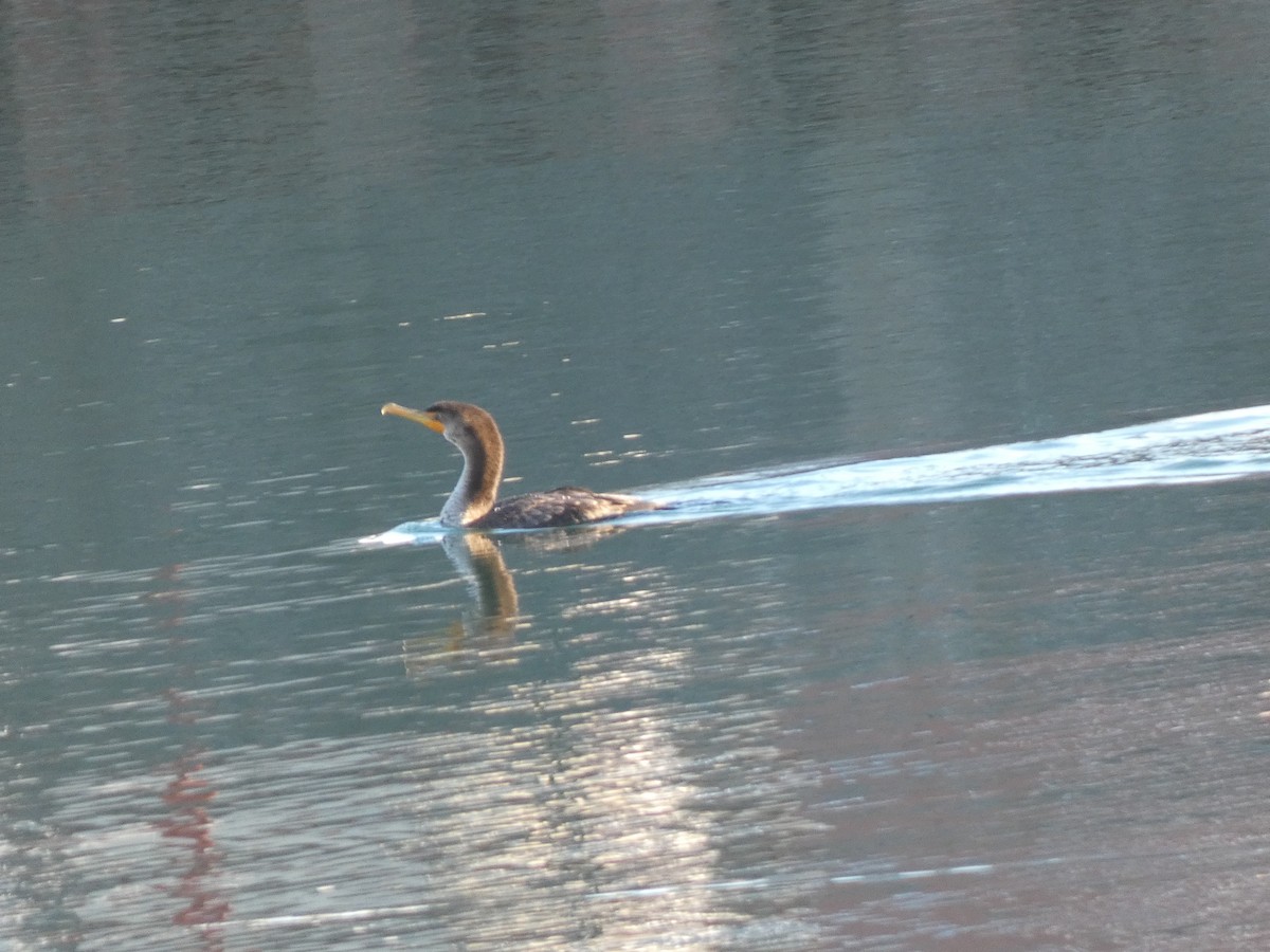 totoppskarv - ML645570806