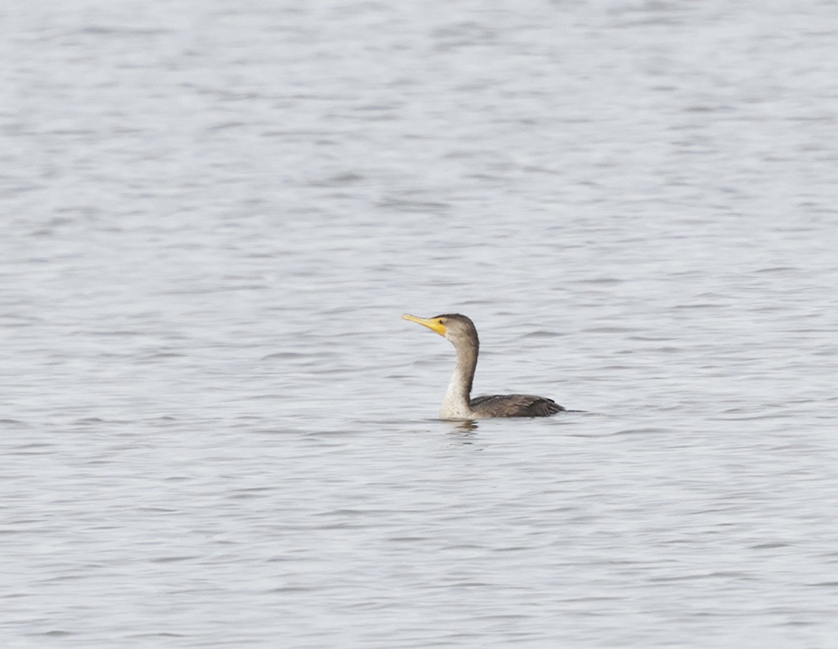 totoppskarv - ML645570808