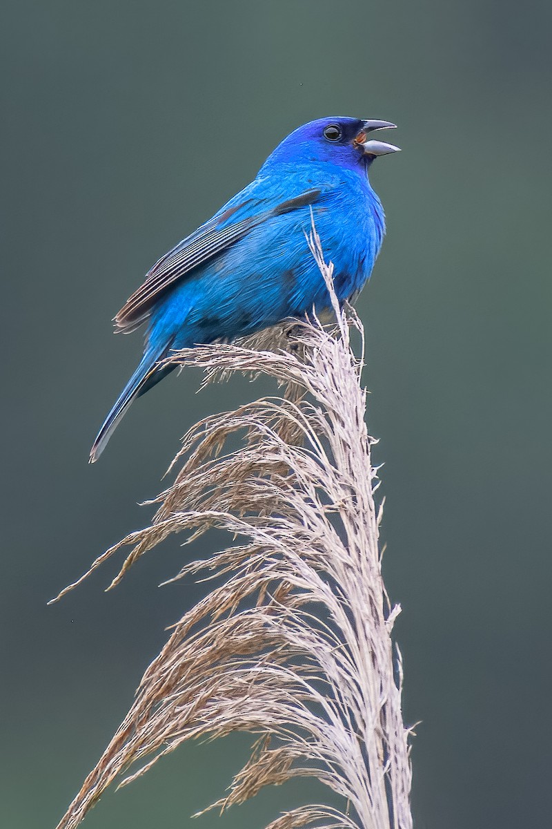 indigospurv - ML645570810