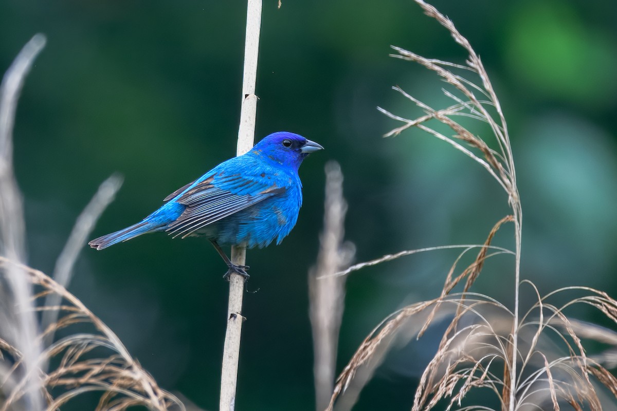 indigospurv - ML645570811