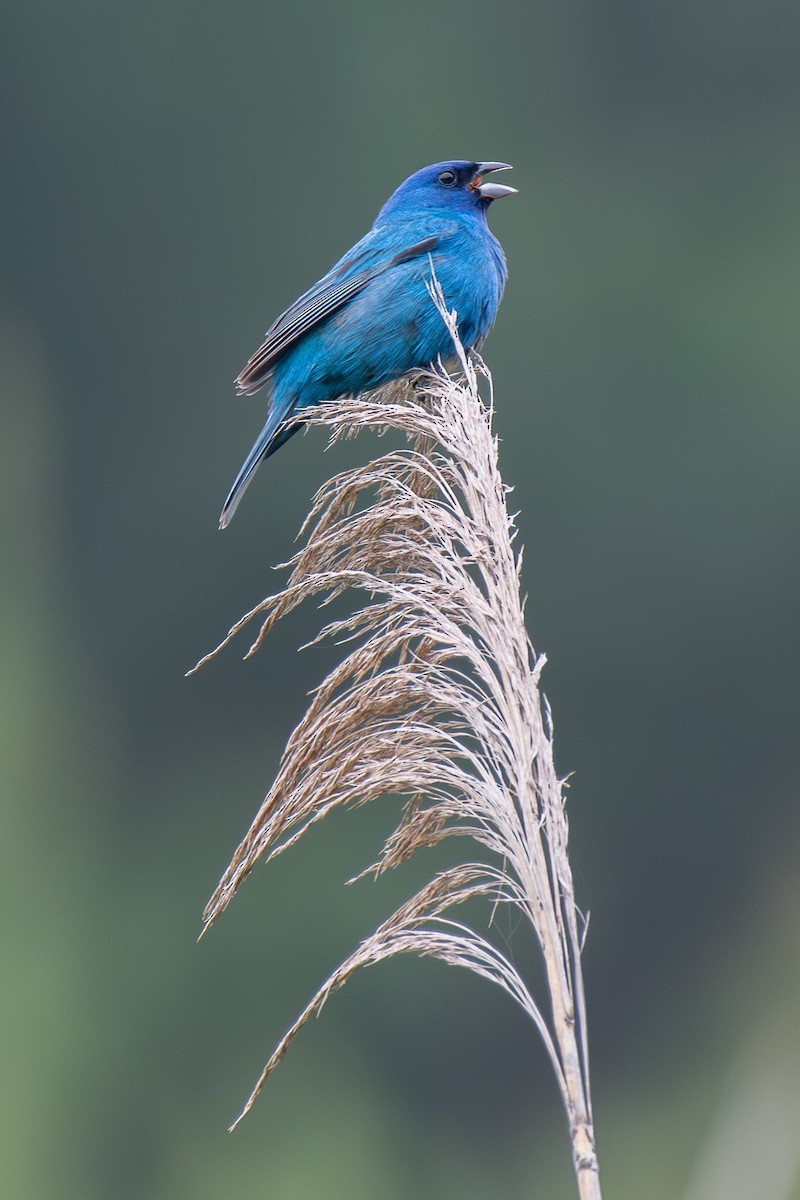 indigospurv - ML645570812