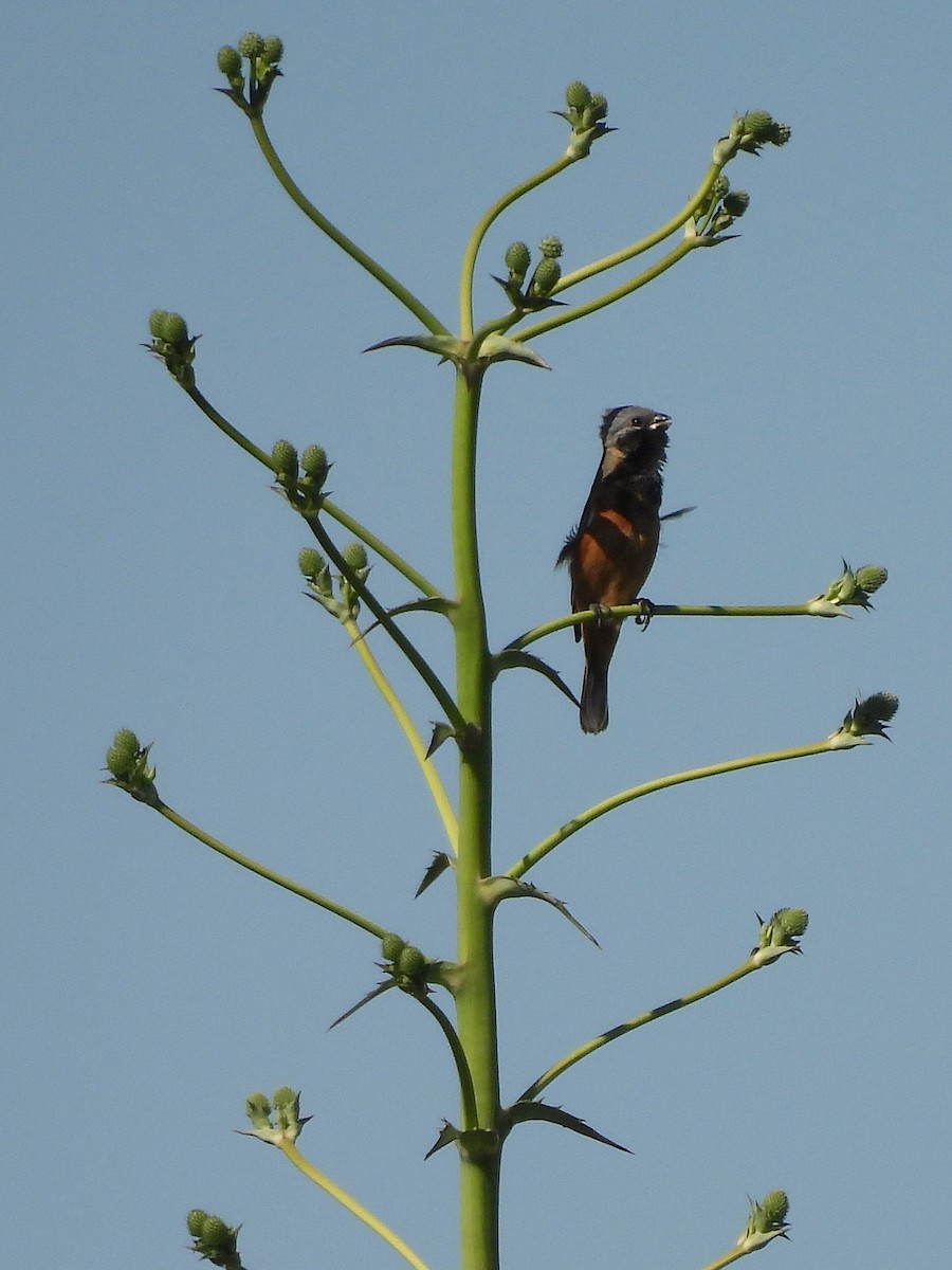 svartstrupefrøeter - ML645570813