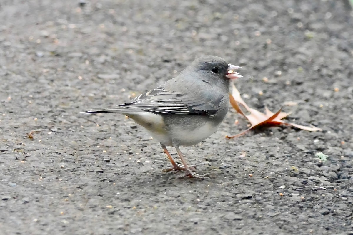 vinterjunko - ML645570814