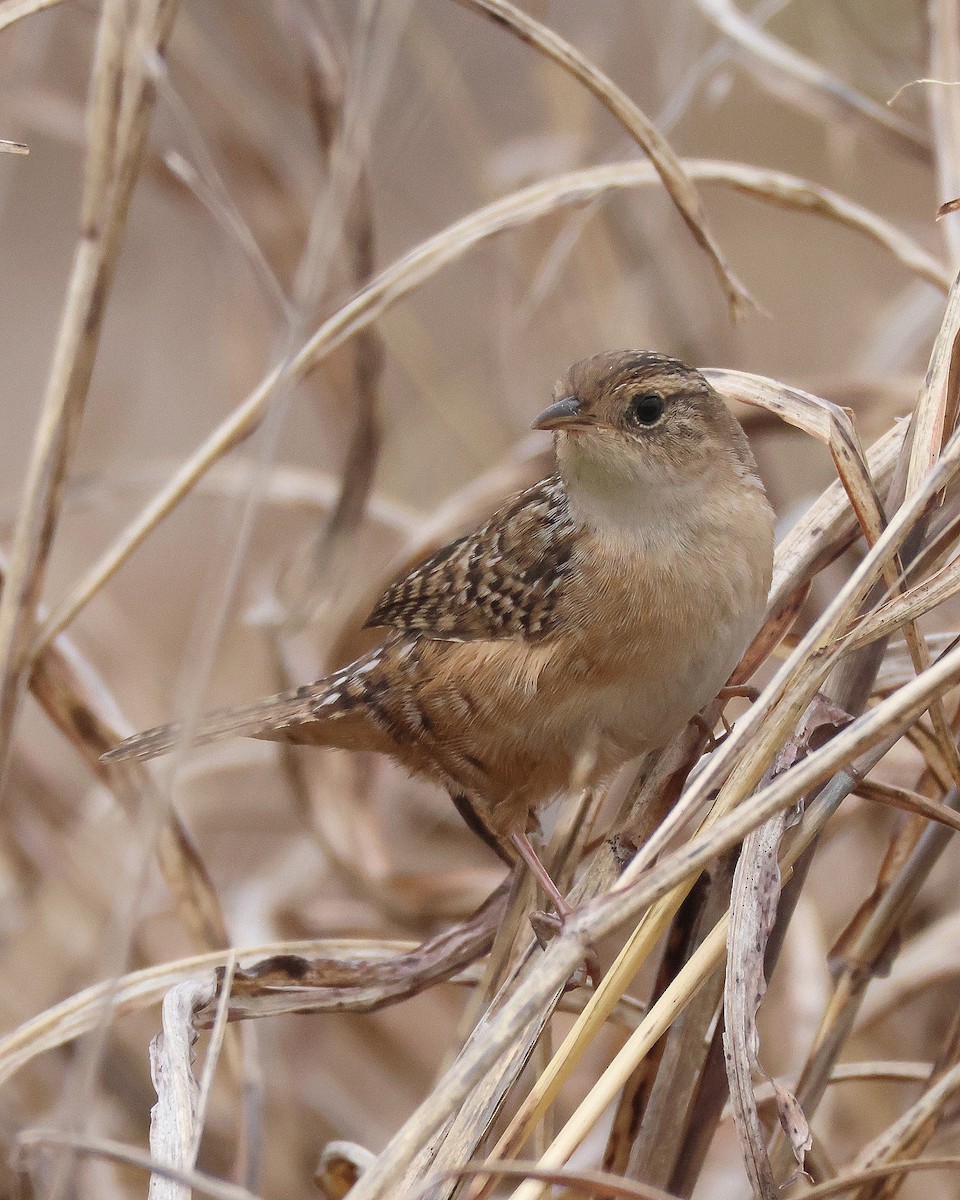 sivsmett - ML645570815