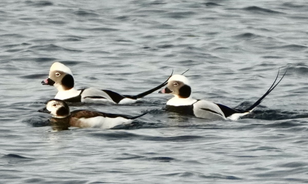 havelle - ML645570817