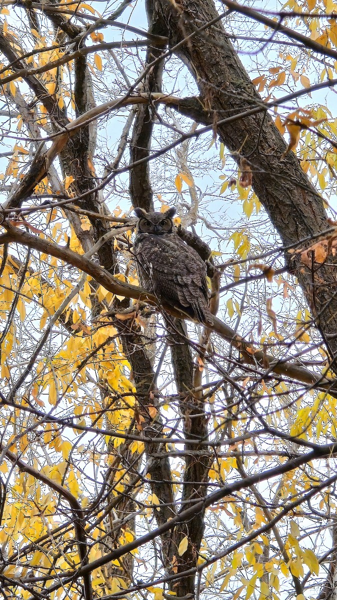 amerikahubro - ML645570818