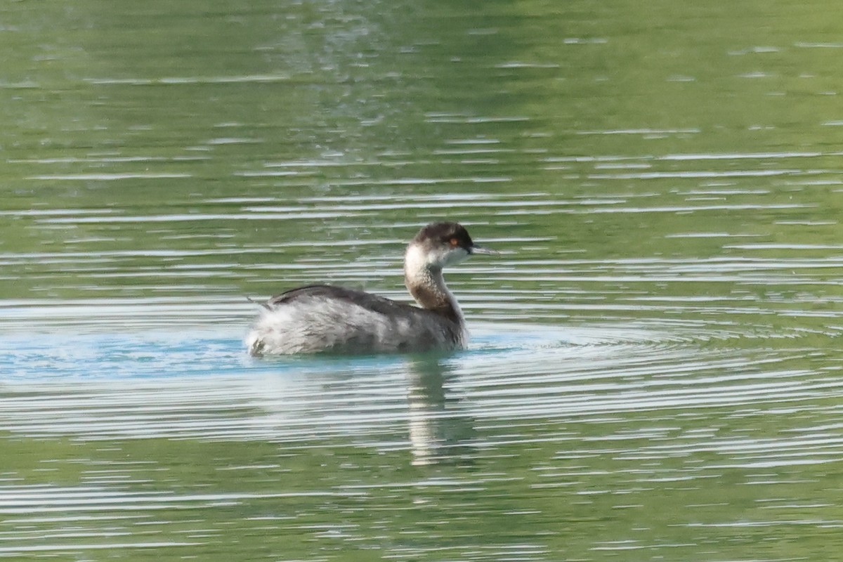 svarthalsdykker - ML645570819