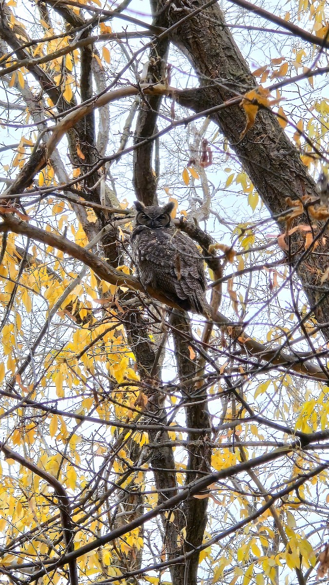 amerikahubro - ML645570820