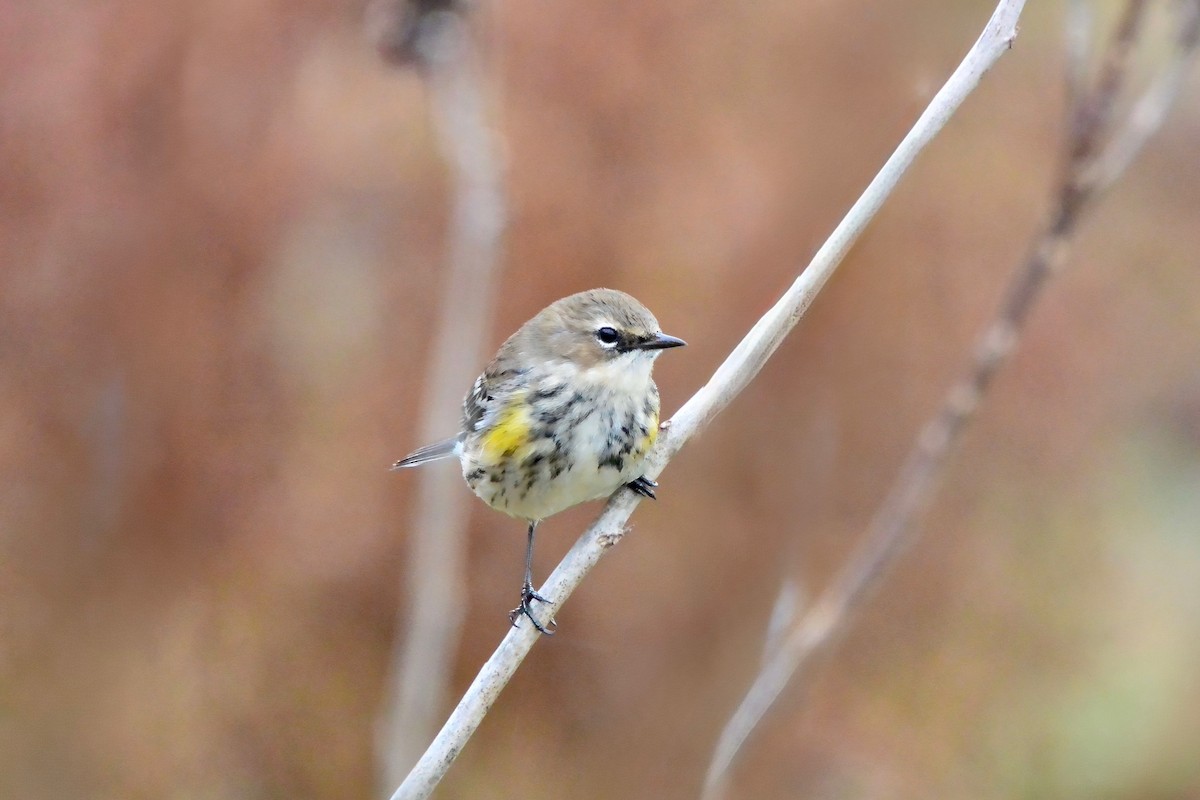 myrteparula - ML645570821