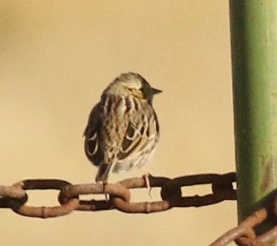 musespurv - ML645570822