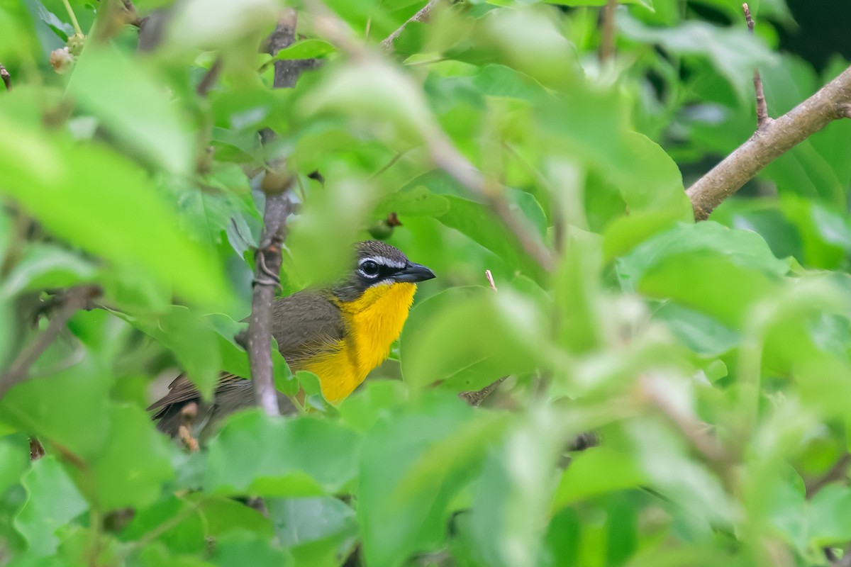 gulbrystparula - ML645570825