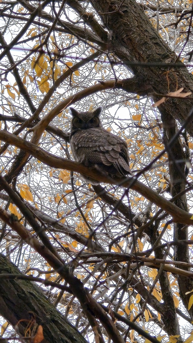 amerikahubro - ML645570826