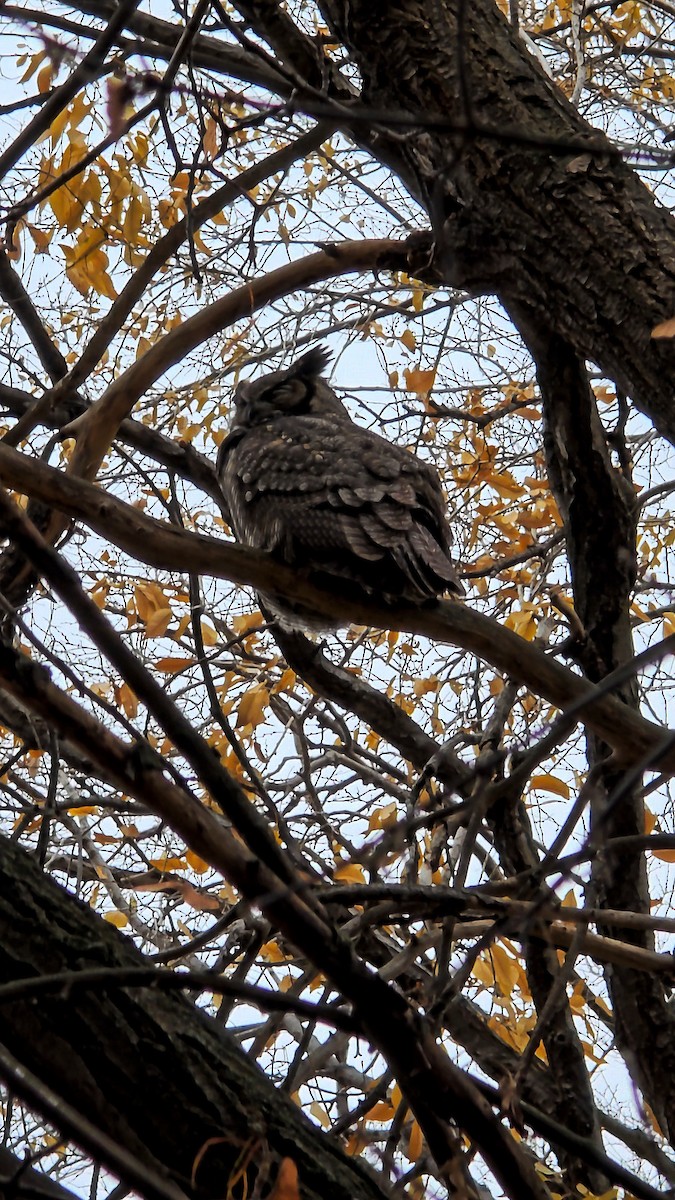 amerikahubro - ML645570828