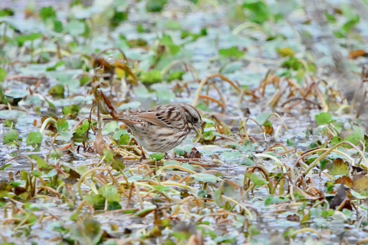 sangspurv - ML645570830