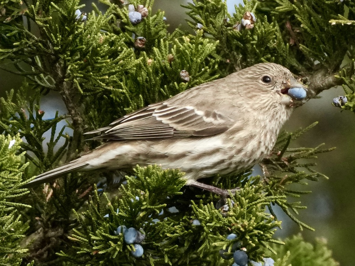 husrosenfink - ML645570831