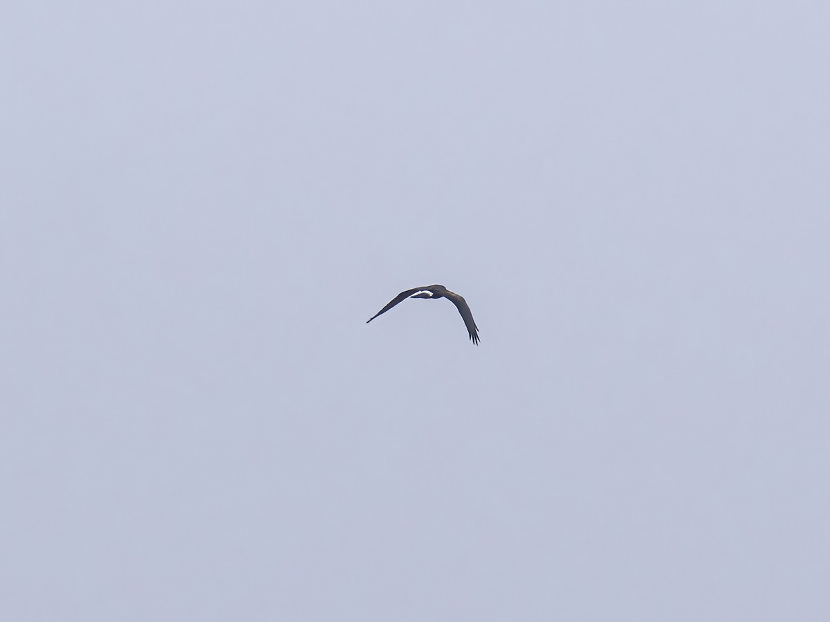 mørkmyrhauk - ML645570832