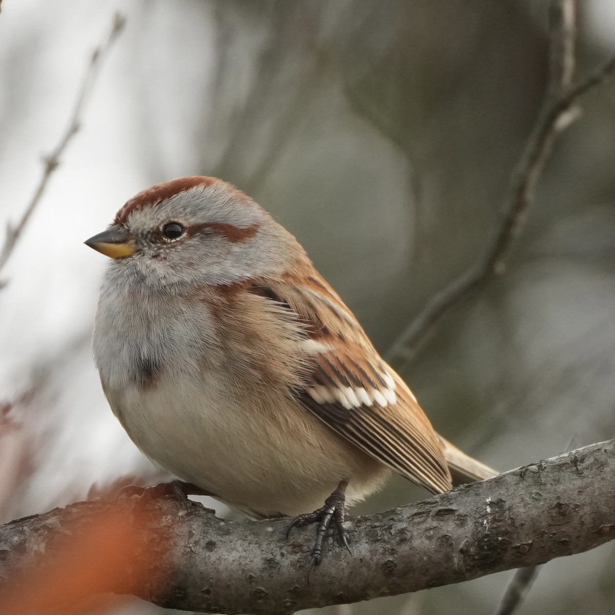 bjørkespurv - ML645570834