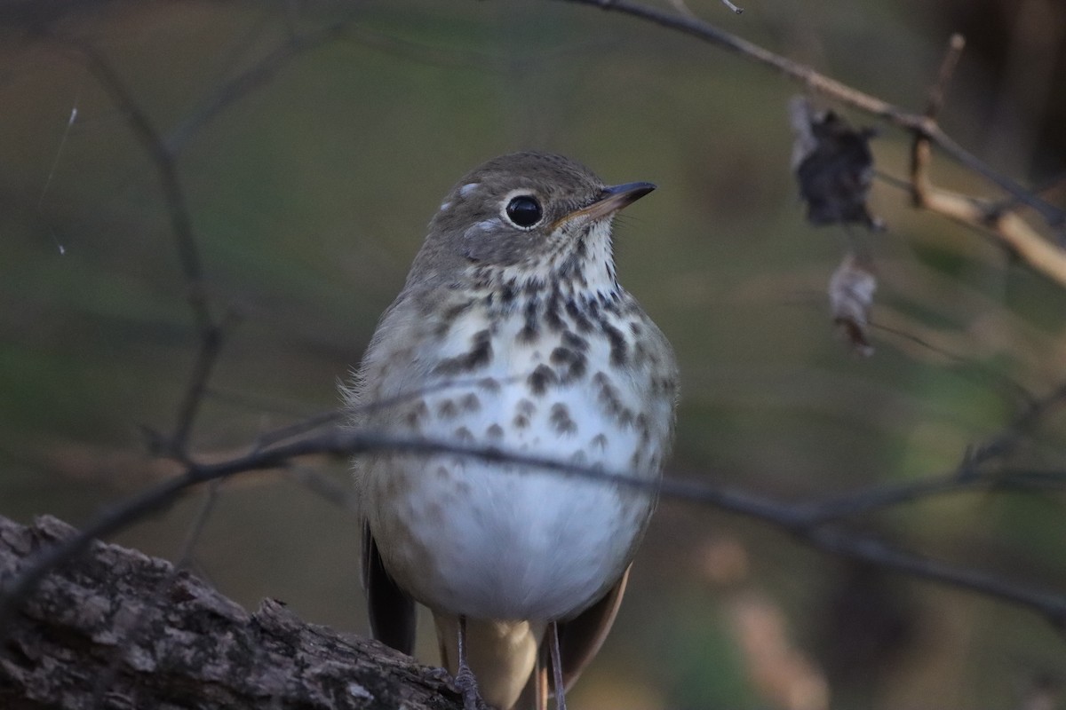 eremittskogtrost - ML645570835