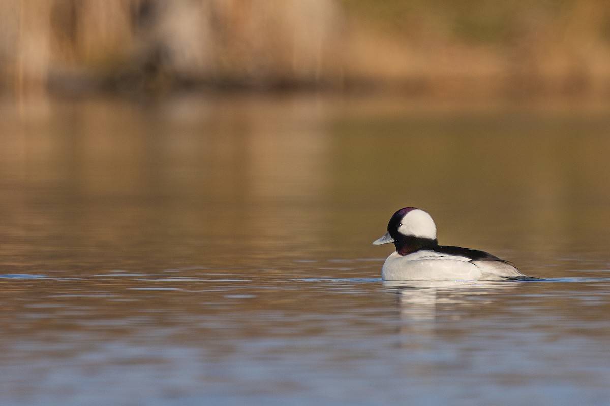 bøffeland - ML645570837
