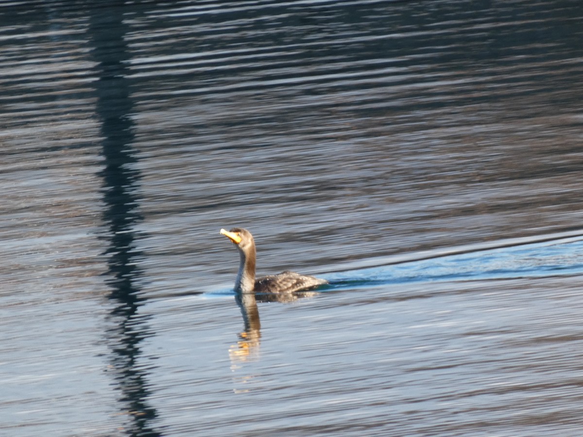 totoppskarv - ML645570838