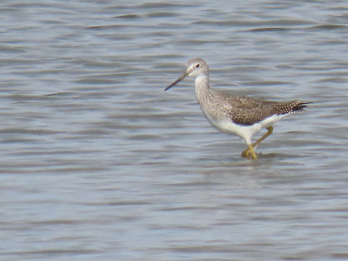 plystresnipe - ML645570840