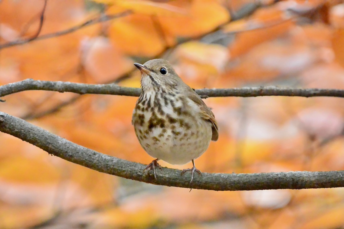 eremittskogtrost - ML645570841