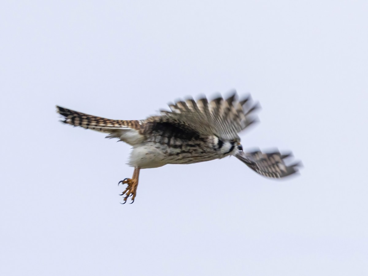 spurvefalk - ML645570845