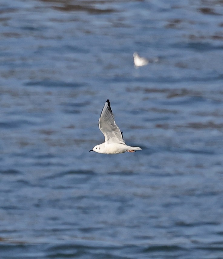 Bonaparte's Gull - ML645570852