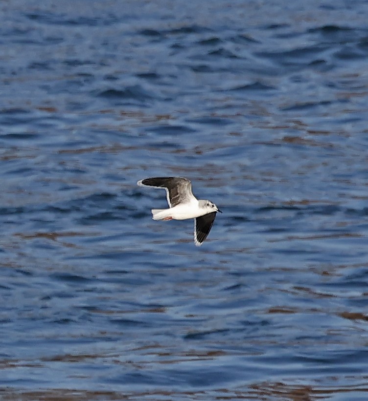 Little Gull - ML645570859