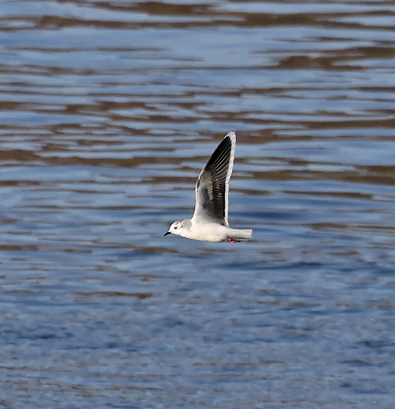 Little Gull - ML645570860