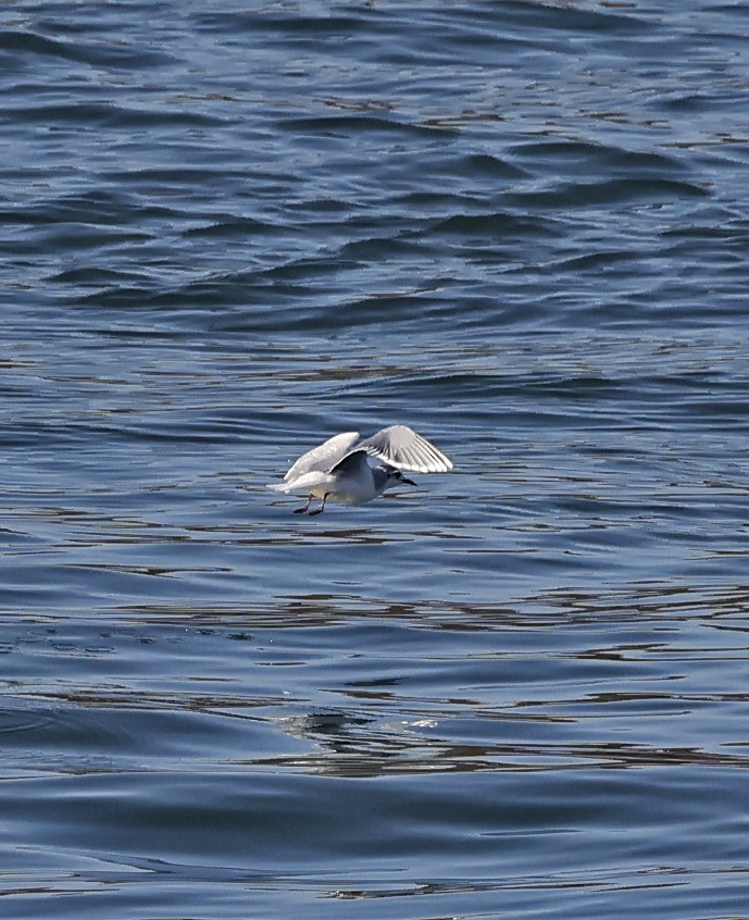 Little Gull - ML645570861