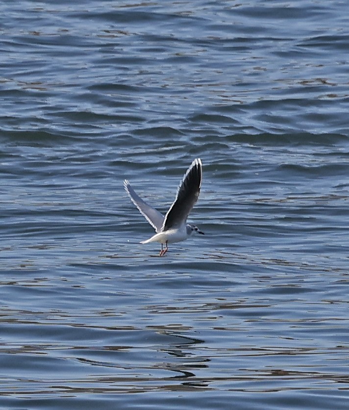 Little Gull - ML645570862