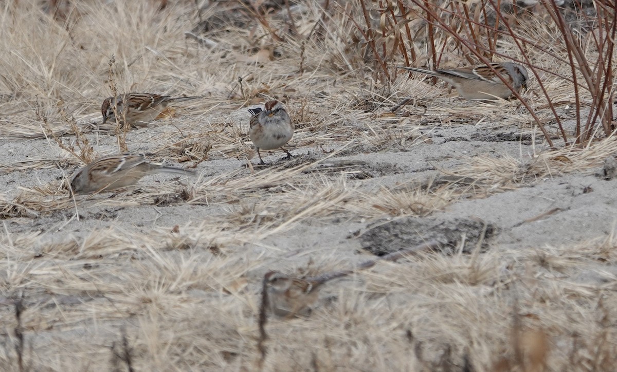 American Tree Sparrow - ML645570865