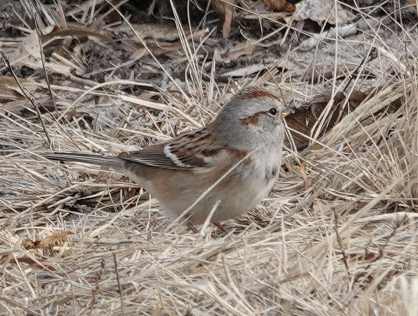 American Tree Sparrow - ML645570866
