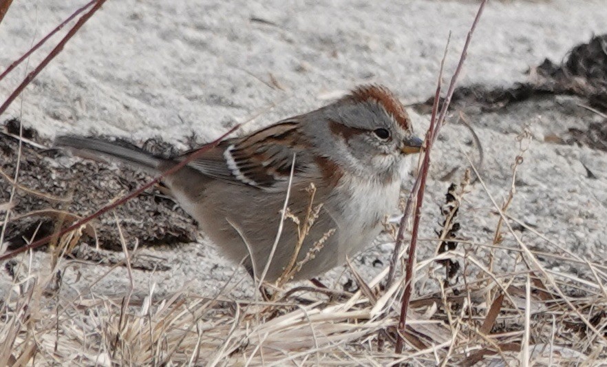 American Tree Sparrow - ML645570868