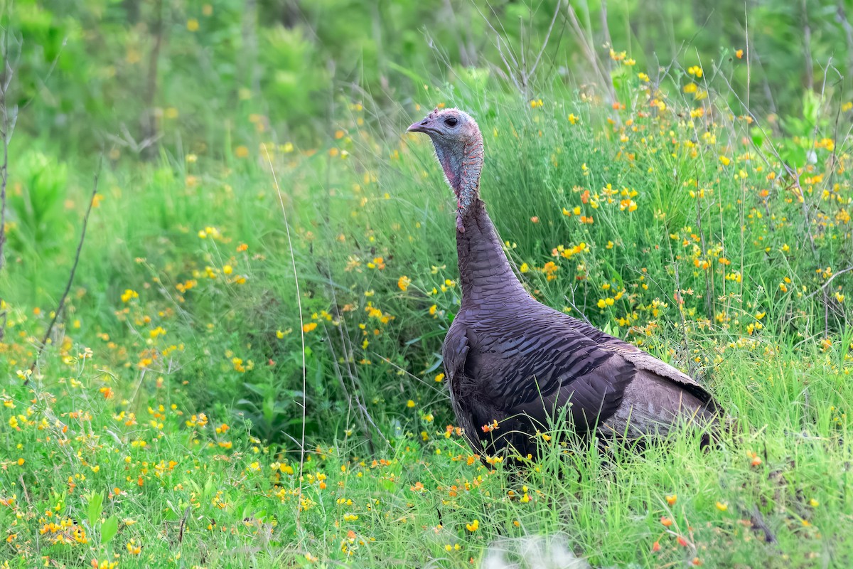 Wild Turkey - ML645570869