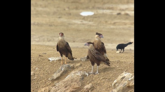 Crested Caracara - ML645570872