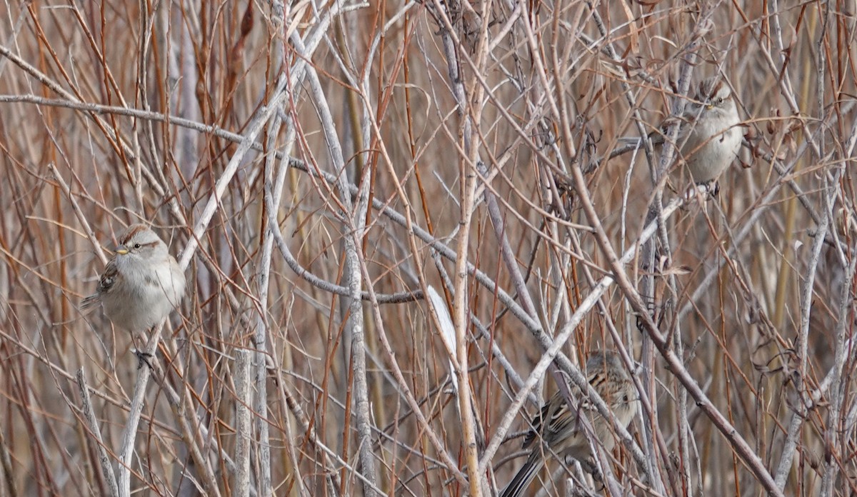 American Tree Sparrow - ML645570873