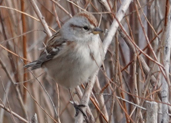 American Tree Sparrow - ML645570874