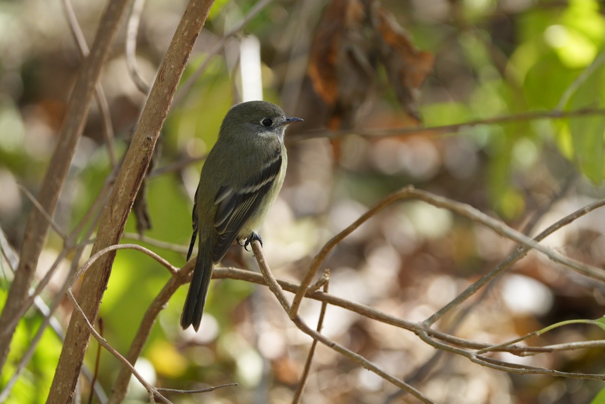 Hammond's Flycatcher - ML645570876