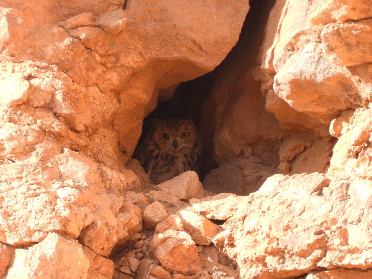 Пугач пустельний - ML645570887